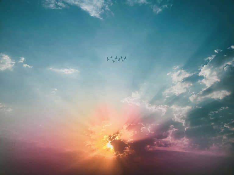 sky with birds